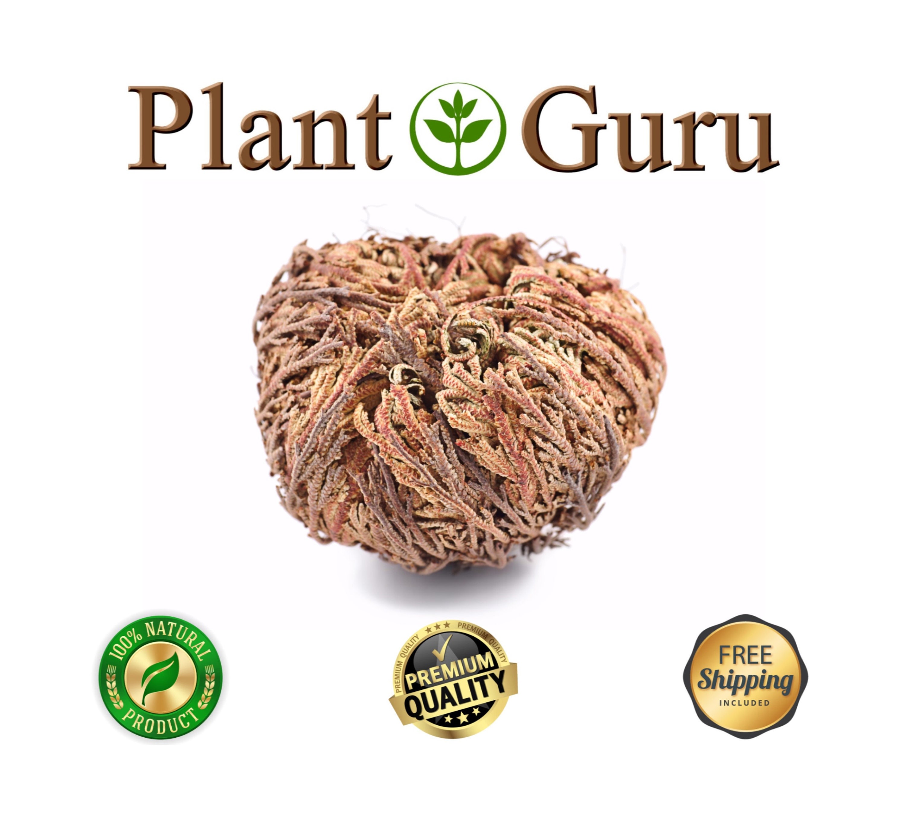Jericho Flower - Rose of Jericho, Resurrection Flower, Whole Dried He…