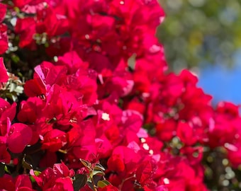 Dried Bougainvillea bract flowers