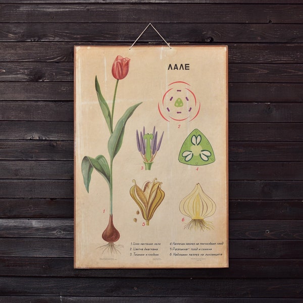 Tulip poster-zeldzame originele botanische print-Flower Art-Vintage educatieve school print-Tulip decor-bloem Wall Decor