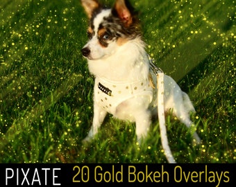 May include: A small, white and brown chihuahua dog wearing a white harness with gold polka dots, sitting in a grassy field with a white leash. The background is blurred and has a golden bokeh effect.