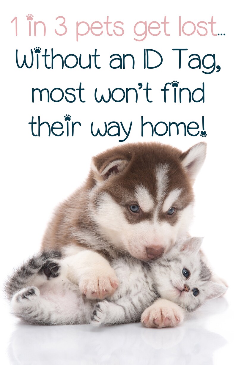 May include: A brown and white husky puppy is cuddling with a grey and white kitten. The image has text that reads "1 in 3 pets get lost... Without an ID Tag, most won't find their way home!"