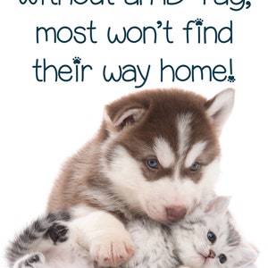May include: A brown and white husky puppy cuddles with a gray and white kitten. The image includes the text "1 in 3 pets get lost... Without an ID Tag, most won't find their way home!"