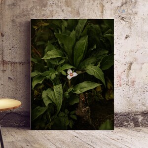 Trillium Flower, North Carolina Wanderlust Adventure Outdoors Photograph, Landscape Photography Nature Photography Wall Decor Fine Art Print