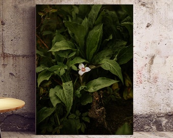 Trillium Flower, North Carolina Wanderlust Adventure Outdoors Photograph, Landscape Photography Nature Photography Wall Decor Fine Art Print