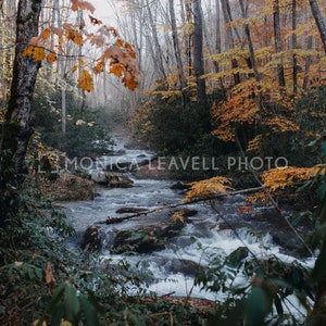Peut inclure: Photographie d'un ruisseau traversant une forêt en automne. L'eau coule sur des rochers, entourée d'arbres aux feuilles jaunes et orangées. Le texte "MONICA LEAVELL PHOTO" est inclus.