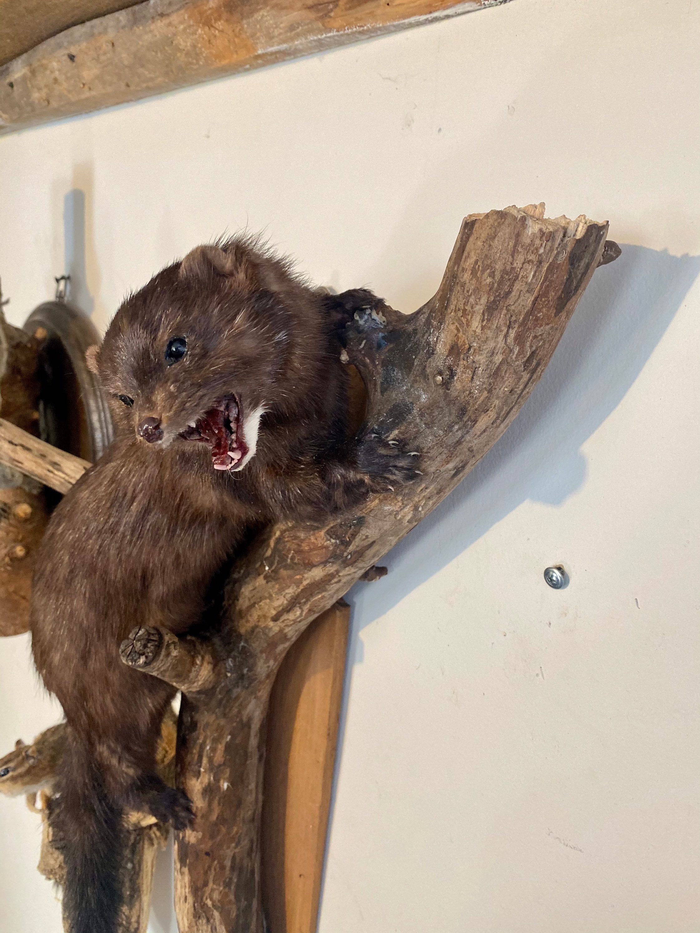 1 SOLD Taxidermy Mink mount weasel stoat mount lifesize Etsy