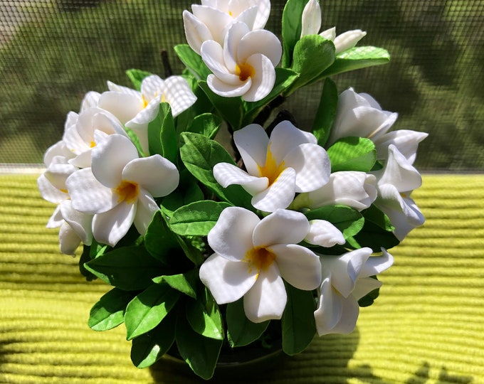 White Plumeria Tree With Green Leaves in Pot With Dried Moss. Made With