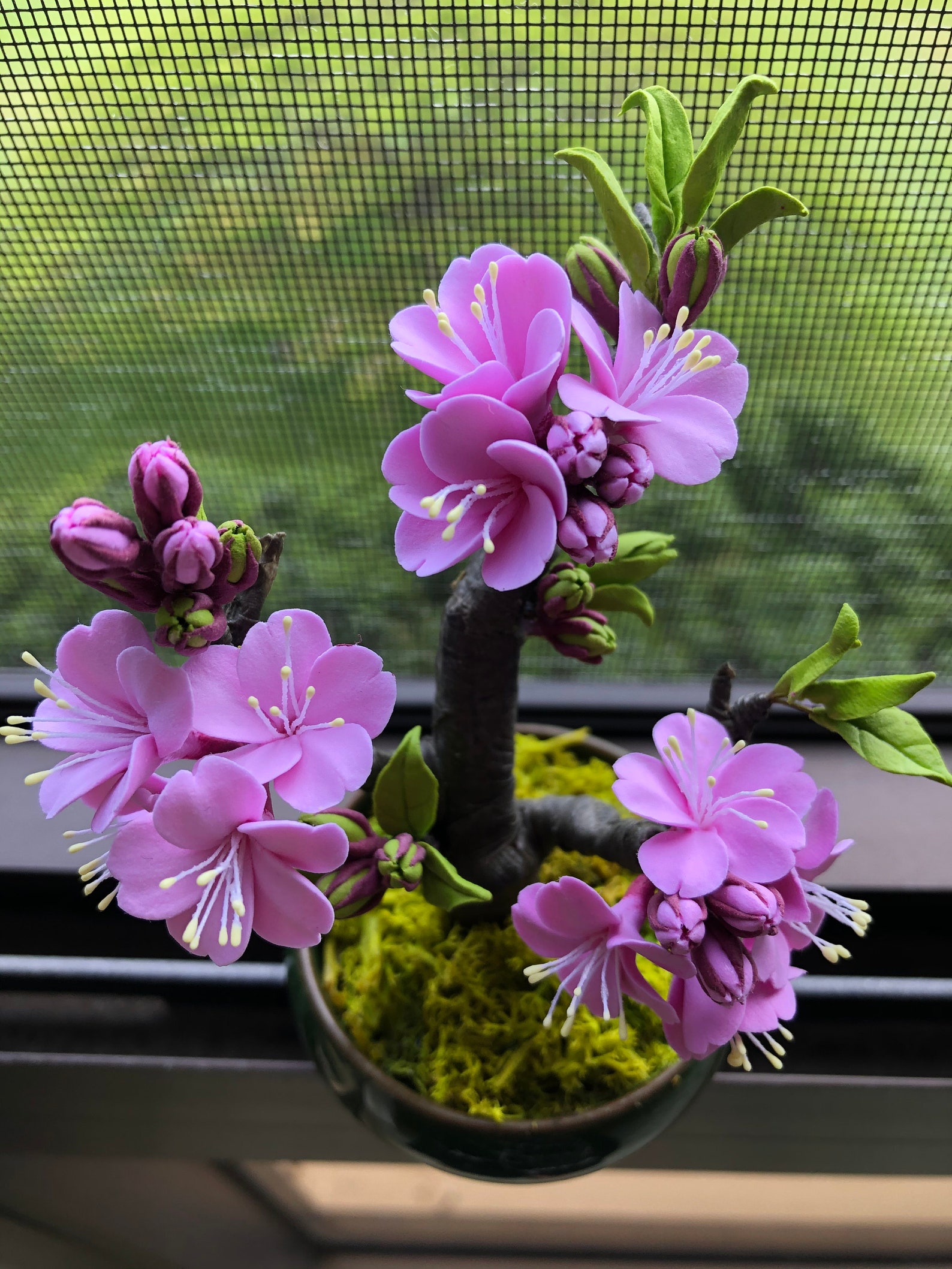 Cherry Blossom Tree Bonsai Tree 1 Japanese cherry blossom Etsy