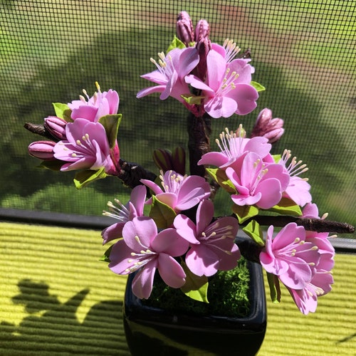 Japanese Cherry Blossom / Bonsai Tree 3 Japanese Cherry Etsy