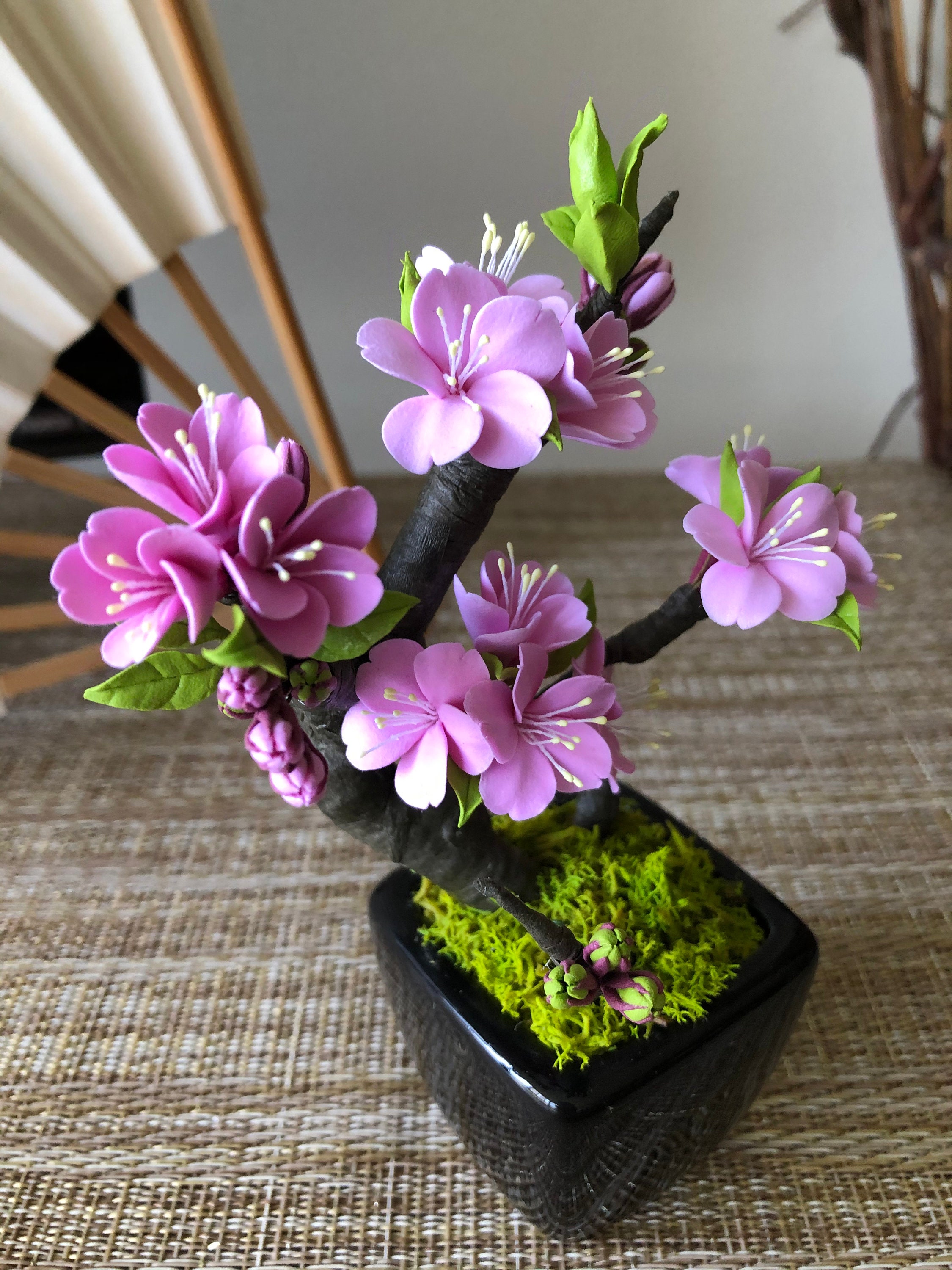 Cherry Blossom Tree Bonsai Tree 3 Japanese cherry blossom Etsy