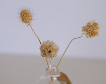 Mini Dried Flower Bouquet in Glass Bottle: Natural Home Decor