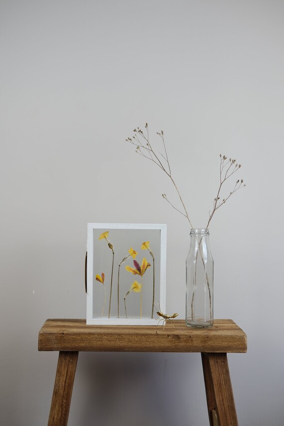 Handpicked Wild White Fritillary /& Pincushion dried flowers in floating wooden frame Amsterdam Netherlands Handmade flora nature Eco art