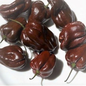 Heirloom Chocolate Habanero Pepper Seeds - Capsicum chinense - B341