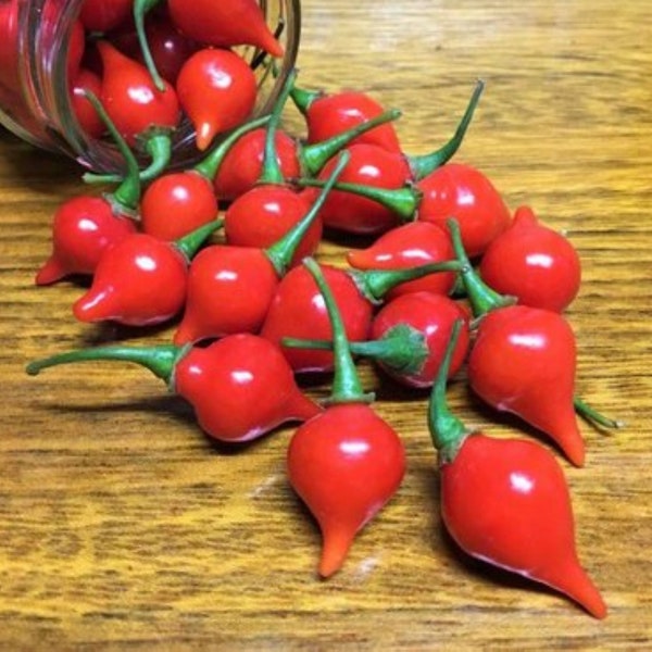 Heirloom Biquinho Red Pepper Seeds - Capsicum chinense var. pimenta - B358