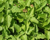 Lemon Balm Seeds - Grow Heirloom Melissa Mint Herb for Honey Bees - bin314