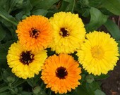 Calendula Fiesta Gitana Seeds - Edible Heirloom Pot Marigold - bin21