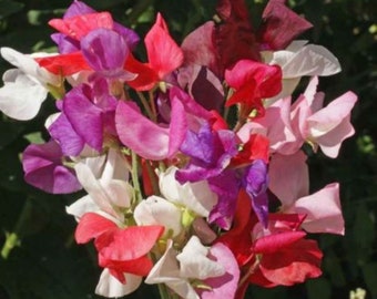 SWEET PEA Royal White Seeds F 285