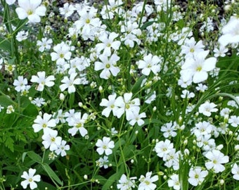 Gypsophila seeds  Etsy