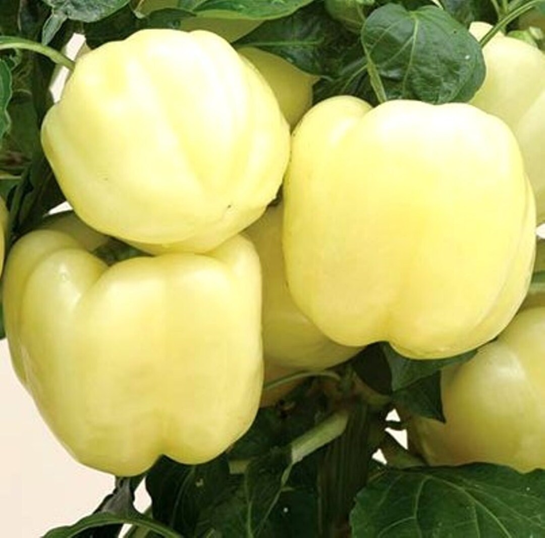 White Bell Pepper Seeds Capsicum Annuum B310 Etsy