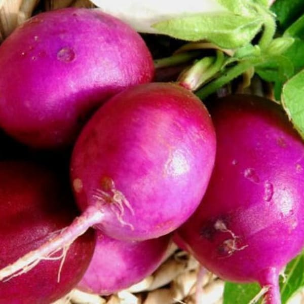 Heirloom Purple Plum Radish Seeds - Raphanus sativus - B279