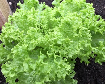 Heirloom Broadleaf Batavian Endive Herb Seeds - Cichorium endivia 'latifolium' - B146