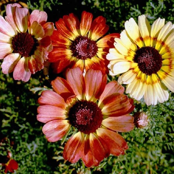 Tri-Color Painted Daisy Seeds - Tanacetum coccineum - B11