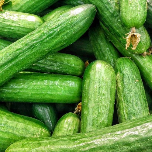 Heirloom Beit Alpha Cucumber Seeds - Cucumis sativus - B211