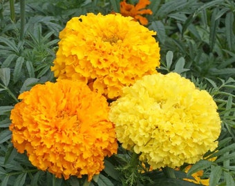 African Crackerjack Marigold Seeds - Tagetes erecta - B244