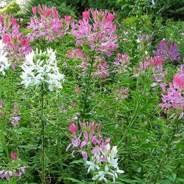 Flower Seeds for Planting Etsy