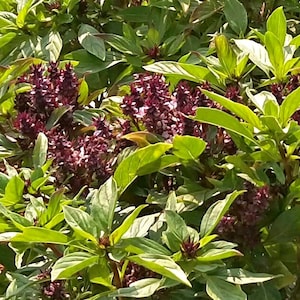 Heirloom Thai Basil Seeds - Ocimum basilicum var. thyrsiflorum - B232