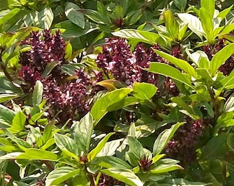 Heirloom Thai Basil Seeds - Ocimum basilicum var. thyrsiflorum - B232