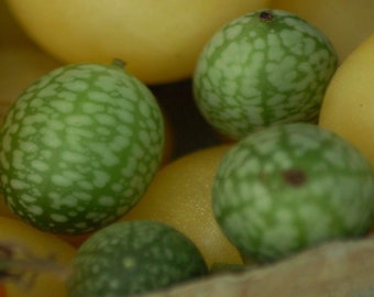 Mexican Sour Gherkin Cucumber - Melothria scabra - B1