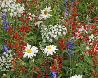 Rocket Red White & Blue Wildflower Seed Mix - ST29