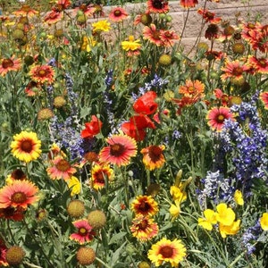 Dry Area Wildflower Mix Seeds  - ST1