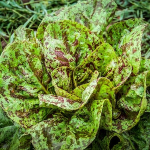 Heirloom Freckles Romaine Lettuce Seeds - Lactuca sativa - B145