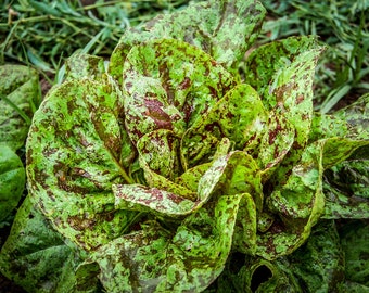 Heirloom Freckles Romaine Lettuce Seeds - Lactuca sativa - B145