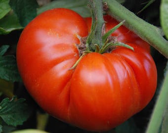 Tomato Seeds Selection - Choose from List of Varieties or Purchase Entire Collection