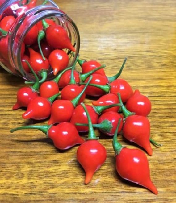 Heirloom Biquinho Red Pepper Seeds Capsicum Chinense Pimenta - Etsy