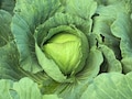 Heirloom Early Jersey Wakefield Cabbage Seeds - Brassica oleracea var. capitata - B164