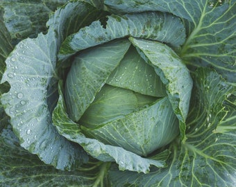 Heirloom Danish Ballhead Cabbage Seeds - Brassica oleracea var. capitata - B162