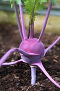 Heirloom Purple Vienna Kohlrabi - 200 seeds, 1/2 gram - Buy 2 Get 1 Order Free - B44