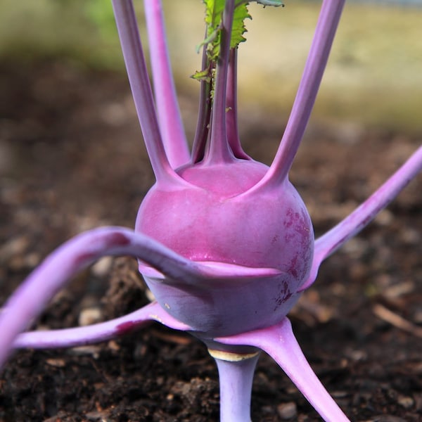 Heirloom Purple Vienna Kohlrabi - 200 seeds, 1/2 gram - Buy 2 Get 1 Order Free - B44