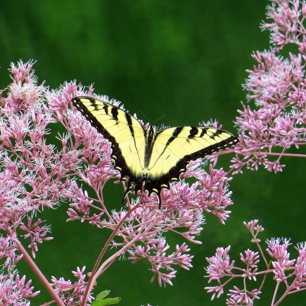 Spotted Joe Pye Milkweed Seeds - Eutrochium maculatum - FR7