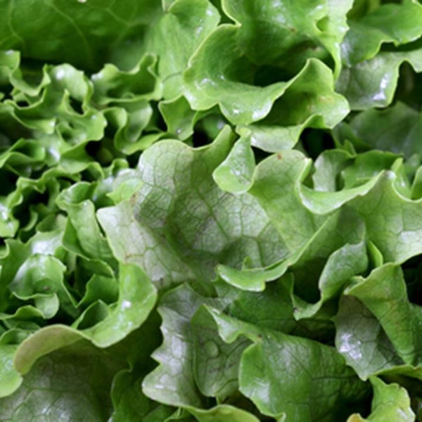 Heirloom Black Seeded Simpson Lettuce - 500 seeds, 1/2 gram - Buy 2 Get 1 Order Free - B45