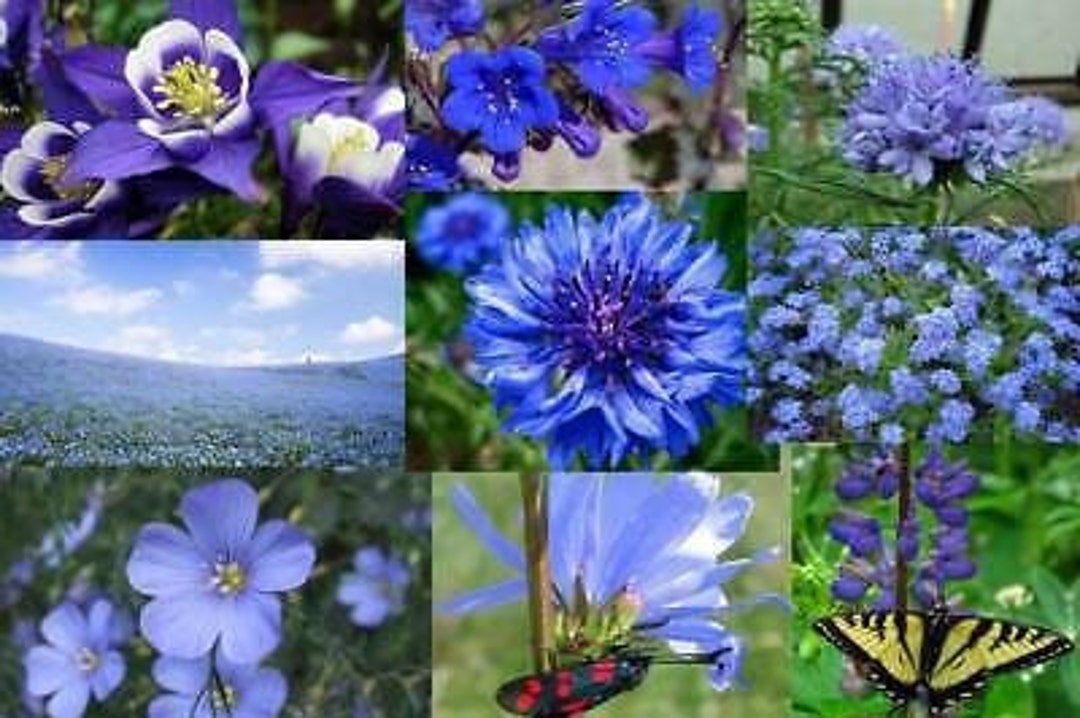 All Blue Wildflower Mix Seeds Perennials and Annuals ST17 - Etsy