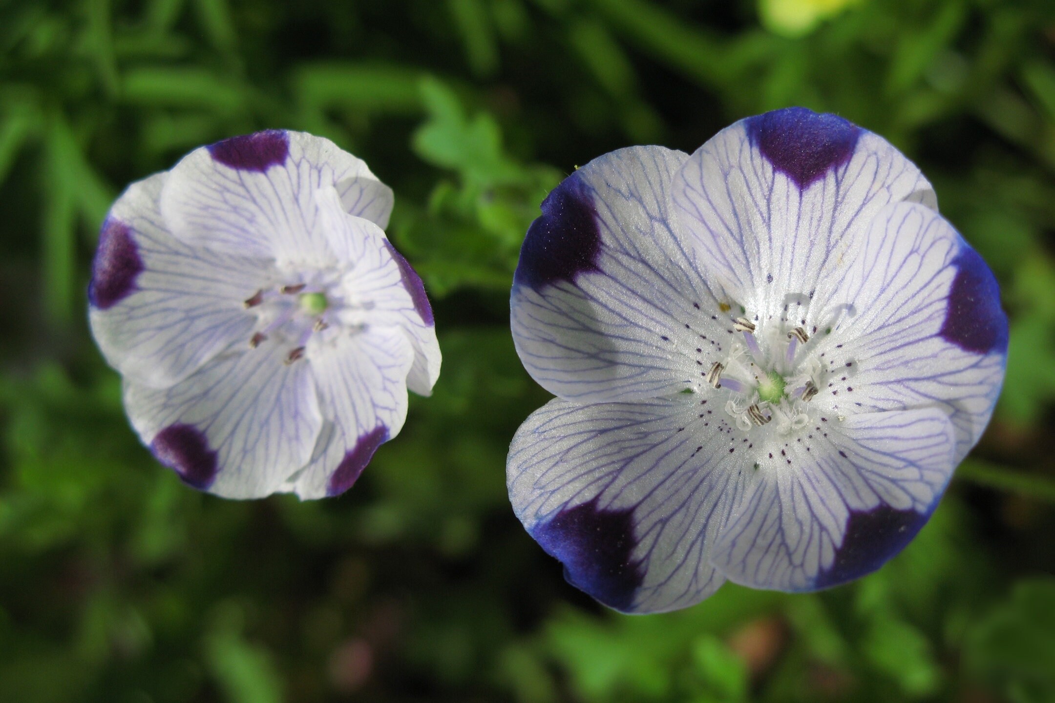Five Spot Flower Seeds Nemophila Maculata Many Sizes B87 Etsy Five Spot Flower Seeds Nemophila Maculata Many Sizes B87 Etsy
