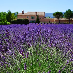 Lavender Vera English Seeds - Lavandula angustifolia - B100