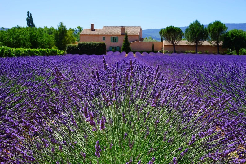 Lavender Vera English Seeds Lavandula angustifolia B100 zdjęcie 1