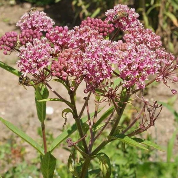 Swamp Milkweed Seeds - Asclepias incarnata - FR1