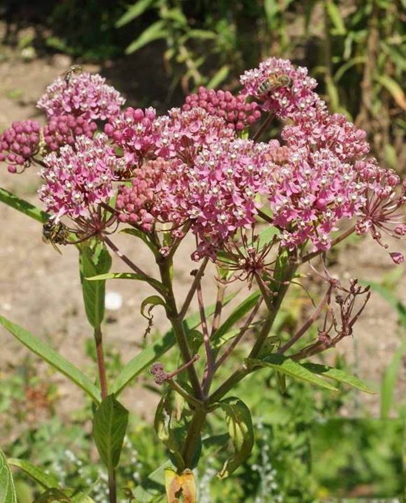 Swamp Milkweed Seeds Rose Pink Flowers for Monarchs binFR Etsy